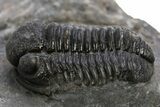 Detailed Gerastos Trilobite Fossil - Morocco #319947-1